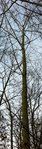 Baum 4