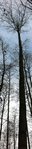 Baum 5