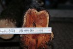 dickes Ende des andern Eibenstämmchens