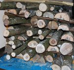 Kopie von ulme 002.jpg