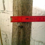 Hasel fürs Sap 2.jpg