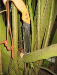schwieriges Unterfangen - Baum fäääällt -<br />nicht