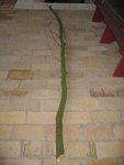 einmal die Gesamtansicht: <br />Daten: 2,40 l, 5 cm Basis,<br /> verjüngt sich auf 3, bei 1,40 größerer Ast, <br />bis dahin 5 cm fast durchgehend, danach verjüngend auf 3 cm;<br />insgesamt recht verdreht, sieht aus wie 2 Bögen à 1,40m und 1,30 -.-
