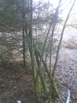 links das isser Nr.3