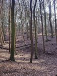 Unser traumhafter Roving-Wald - wie für uns geschaffen...