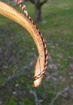 Rattan-56-6.JPG