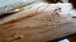 DSC03938.JPG