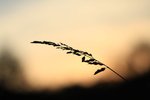 IMG_1407.jpg