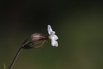 IMG_2046.jpg