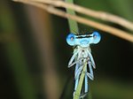 IMG_0509.jpg