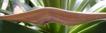 Griffdetail
