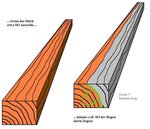Robinienbohle.JPG