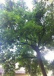 Der Mamma Baum von meinem Nachbar