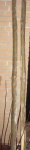 ahorn sapling 002.jpg