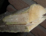ahorn sapling 003.jpg