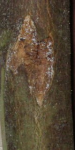ahorn sapling 008.jpg