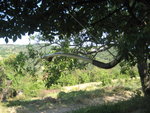 Holunder1 vignano 001.jpg