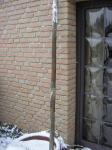 Wacholder, Daisyschnee 038.jpg