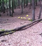 hat viel spass gemacht Danke Schatti. Satless hat bei der Aktion gewonnen 5 Treffer gefolgt von Rabe 3-4 Treffer