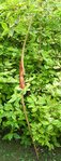 DSCN2769.JPG