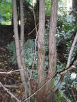 Baum 1 Stamm ca. 10-12cm Durchmesser