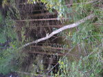 Baum 2 ca. 12cm Durchmesser