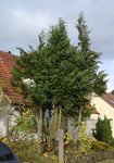 baumbestimm1.jpg