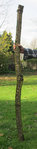 Angular-Holler : dm= ca. 8cm, Lg= ca. 180cm