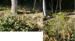 Eesche.JPG