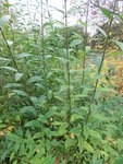 Pfeilsapling 2 Liguster 3.jpg