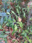 Pfeilsapling 2 Liguster 4.jpg
