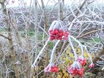 Pfeilsapling 2 Schneeball 4.jpg