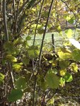DSCF4235.JPG