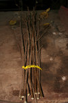 Corylus avelana cut.jpg