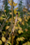 Fraxinus ex.jpg