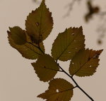 Ulmus Glabra (?)