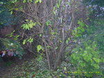 Forsythienstrauch