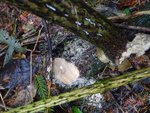Holler Nr. 1 (Länge 1,75 mit Durchmesser von 7,5cm)