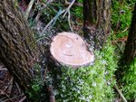 Holler Nr. 2 (Länge 1,60 mit Durchmesser 9,5cm)
