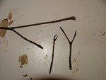 Knospen