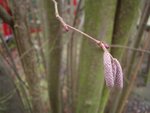 CIMG3259.JPG (333.81 KiB) 6101 mal betrachtet Knospen und Blüte