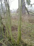 Sapling in Habitat