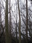 Esche´s Wohnzimmer