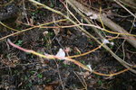 SAPLING2013 003.jpg
