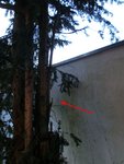 StrauchNachher.jpg