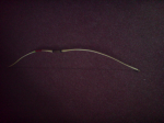 DSC00025.JPG