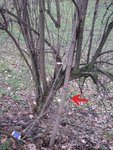 Holler die Waldfee, allerdings vom Strassenrandsiehe Muell.Im Eifer des Gefechts leider zu schnell abgesaegt,vergessen vorher ein Bild zu machen...