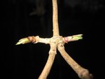 Holundertrieb.Mitten im Januar.Der Holler steht voll im Saft.