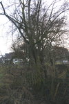 Hollerstrauch nach der Ernte