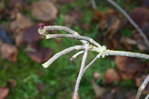 Knospen